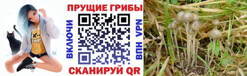 наркошоп  Лебедянь  Галлюциногенные грибы мухоморы 